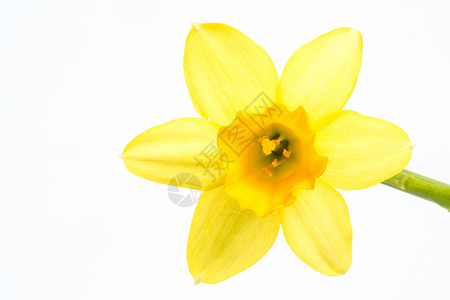 黄花朵盛开 有干背景图片