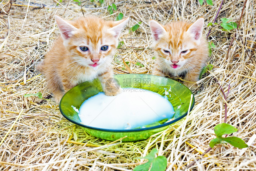 喝牛奶的小小猫蓝色毛皮家畜荒野盒子牛奶食肉宠物童年婴儿图片