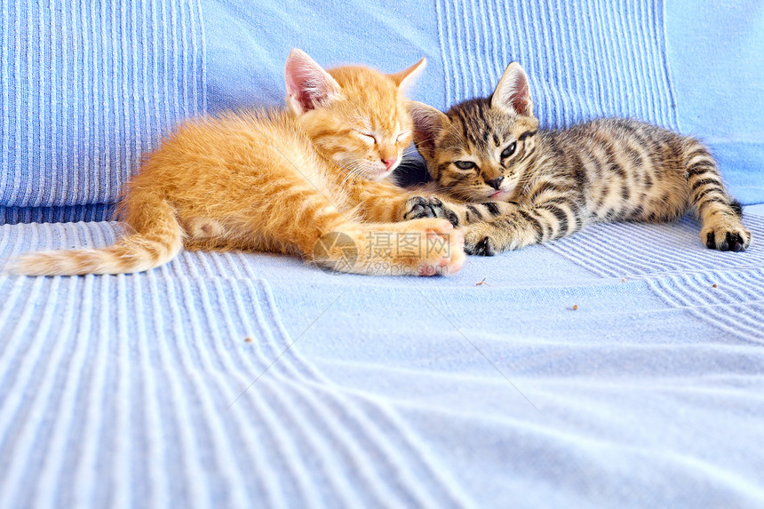 沙发上的小猫咪动物血统小猫冒充婴儿橙子晶须哺乳动物宠物猫科图片