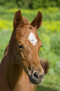 年轻马匹肖像活力动物棕色警惕哺乳动物骑术绿色城市农场宠物背景图片
