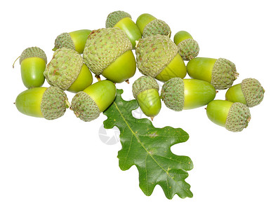 绿橡树橡子团体坚果橡木绿色种子树叶季节白色水果背景