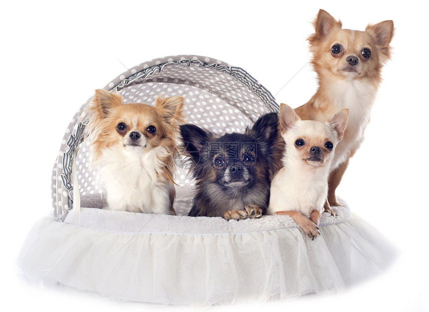 4个吉娃娃伴侣团体棕色工作室宠物动物白色犬类软垫图片