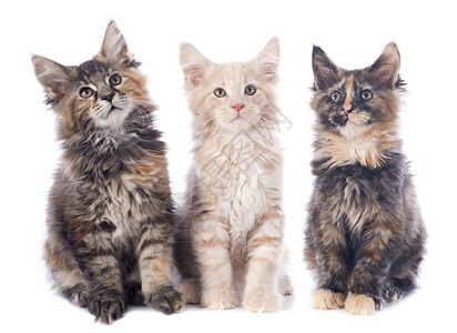 小猫动物团体印花布工作室宠物棕色棕褐色背景图片