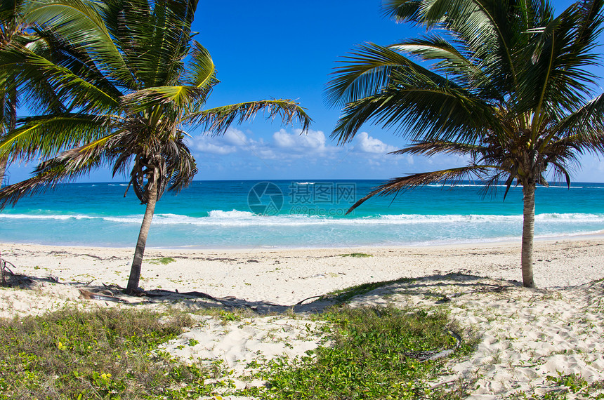 椰枣和海滩蓝色旅游棕榈晴天热带叶子海浪海洋植物假期图片