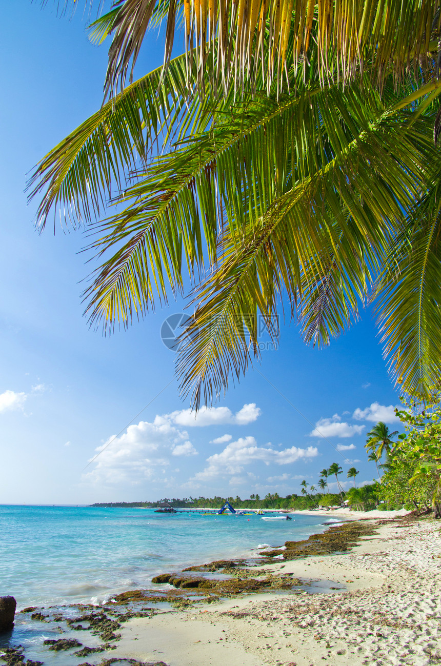 海滩沙滩晴天天空植物海岸热带阳光海洋棕榈天堂叶子图片
