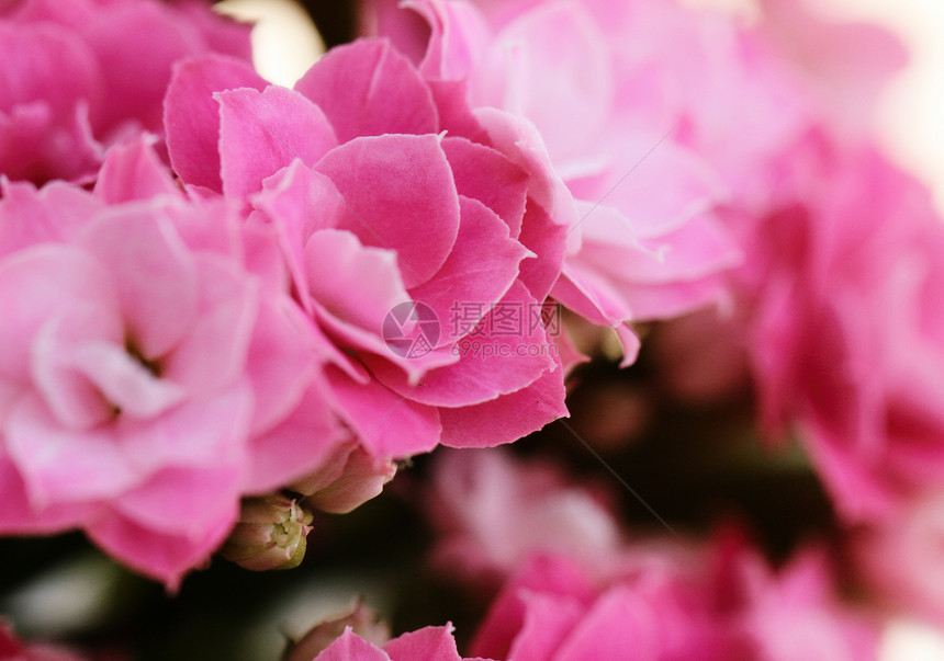 卡兰乔花花花阳光照射展示叶子礼物芳香雌蕊花园植物学宏观疗法图片