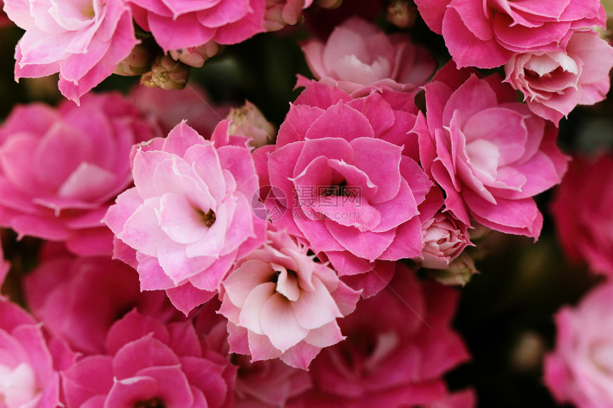 卡兰乔花花花花瓣女士香气植物学阳光照射纪念日宏观周年环境疗法图片