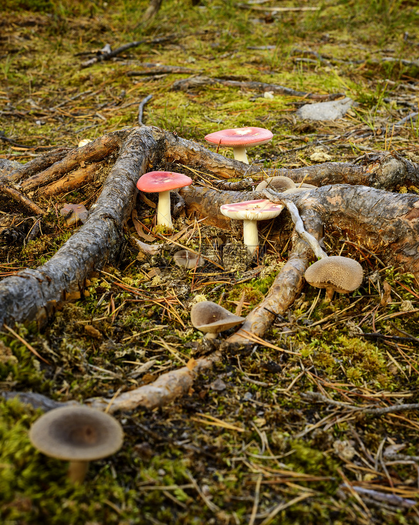 蘑菇花草工作室自然界摄影菌类图片