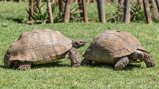 陆龟Sulcata 乌龟动物野生动物盔甲棕色爬虫濒危背景