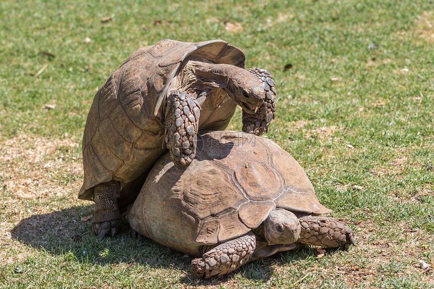 Sulcata 乌龟爬虫盔甲动物野生动物棕色濒危图片