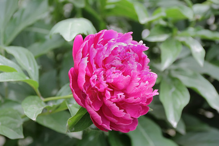 闪花花牡丹绿色树叶植物群草地花园红色花瓣粉色叶子背景图片