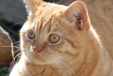 英国短毛猫的肖像背景图片