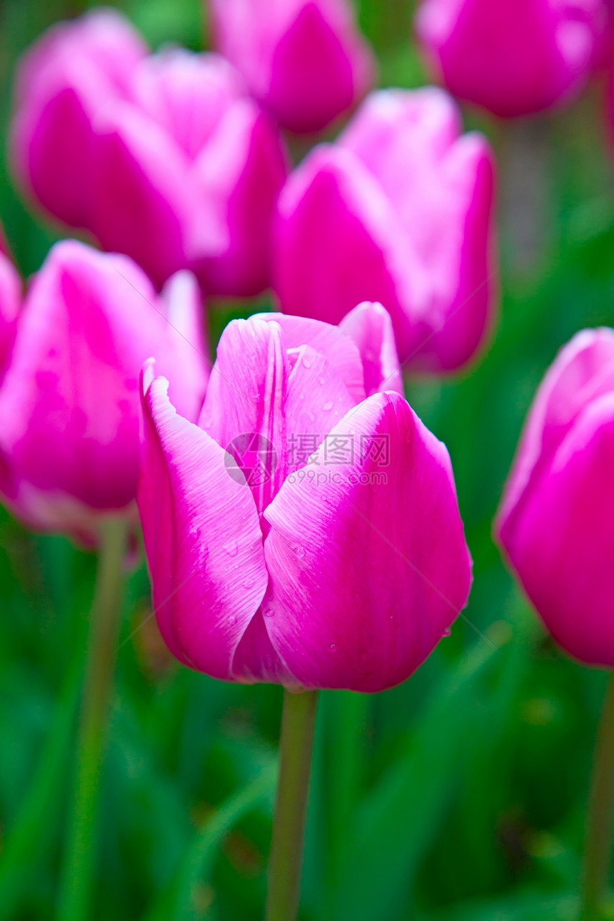 图利页花园灯泡紫色郁金香农业场地植物园艺叶子花束图片