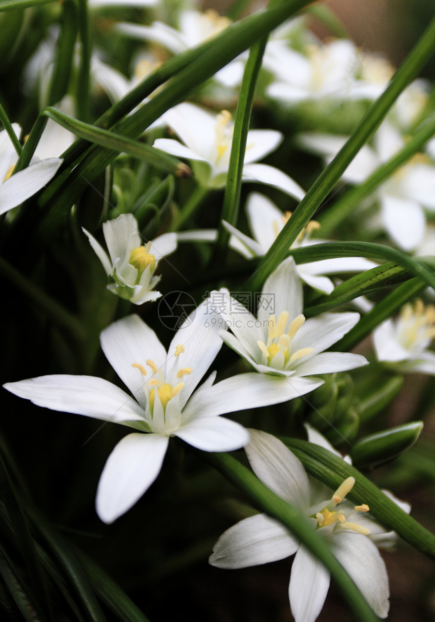 白花的宏植物生活花瓣宏观墙纸草地季节礼物植物群图片