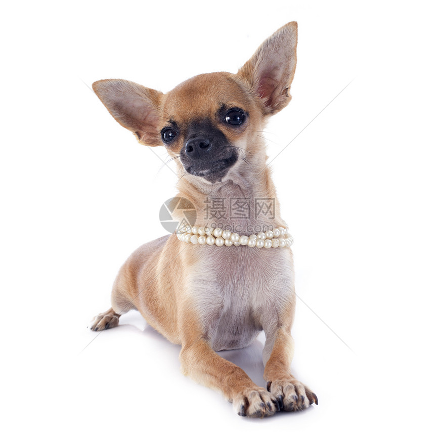 小狗吉娃娃犬类棕色珠宝伴侣白色珍珠工作室动物优雅衣领图片