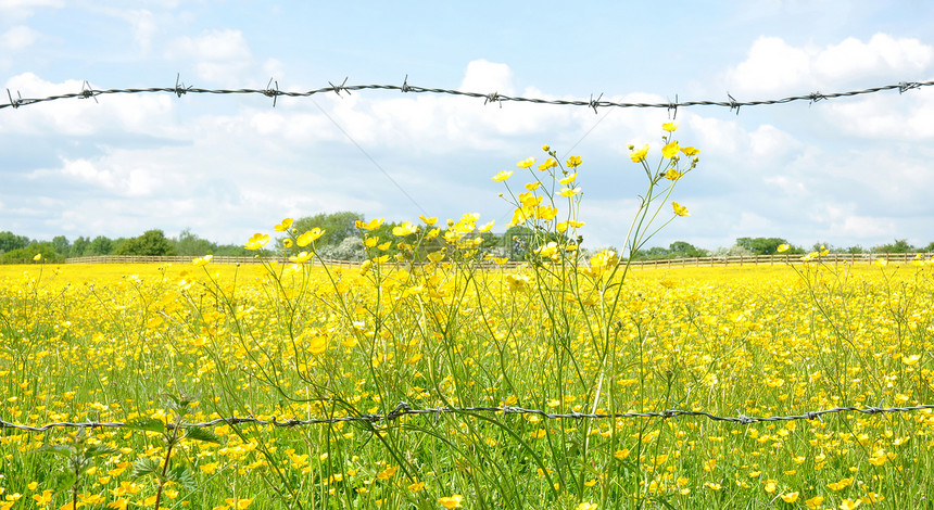 胡萝卜花的拔巴线栅栏和田地农场场地毛茛天气农村草地击剑天空黄色荒野图片