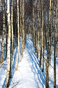 Birch 树胡同季节国家农村树干城市阴影树木荒野蓝色植物群高清图片素材