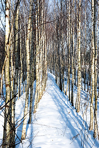 Birch 树场景树木植物树干国家季节桦木农村荒野植物群非城市高清图片素材