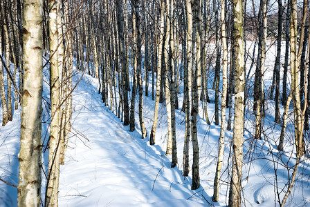 Birch 树阳光季节森林阴影城市蓝色场景植物群农村桦木蓝色的高清图片素材