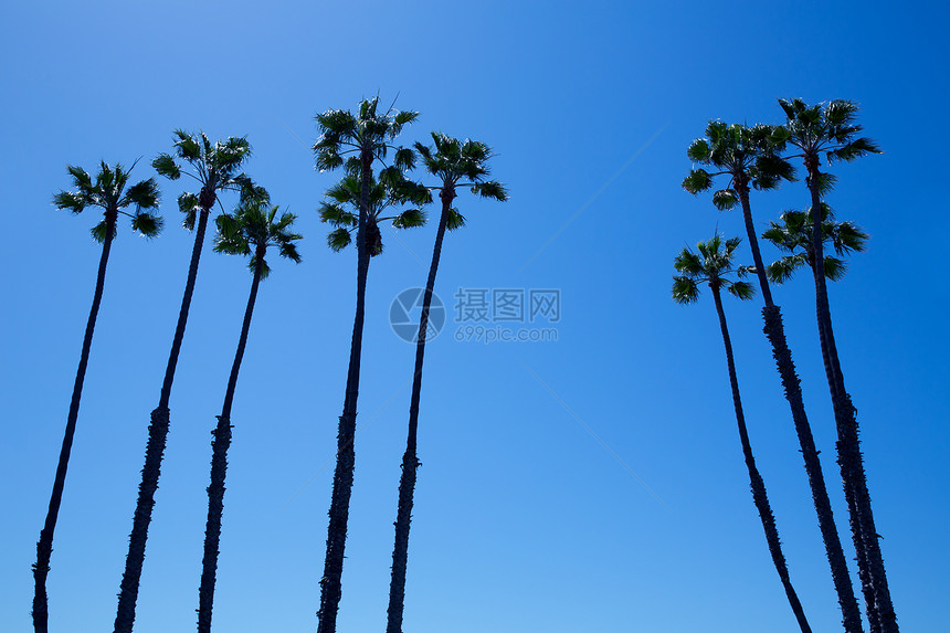蓝色天空上的加利福尼亚棕榈树异国海洋假期棕榈长廊旅行天堂晴天树干海岸图片