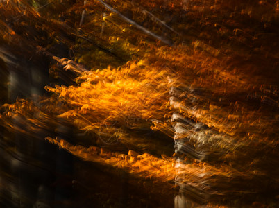 秋林中树木模糊的动画晴天场景农村公园荒野环境国家分支机构季节日光背景图片