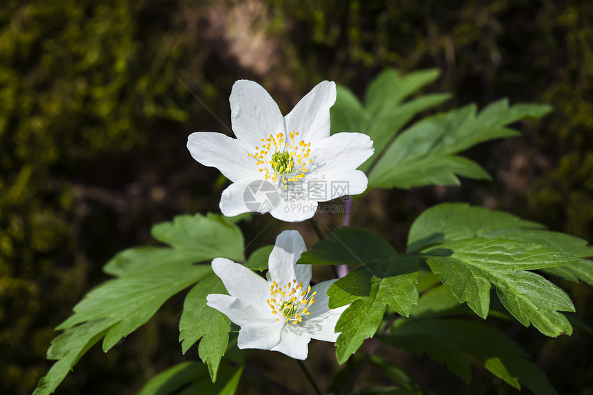 亚尼蒙希维斯特里斯 第一春花环境季节白色花园城市生活蔬菜宏观野花草地图片