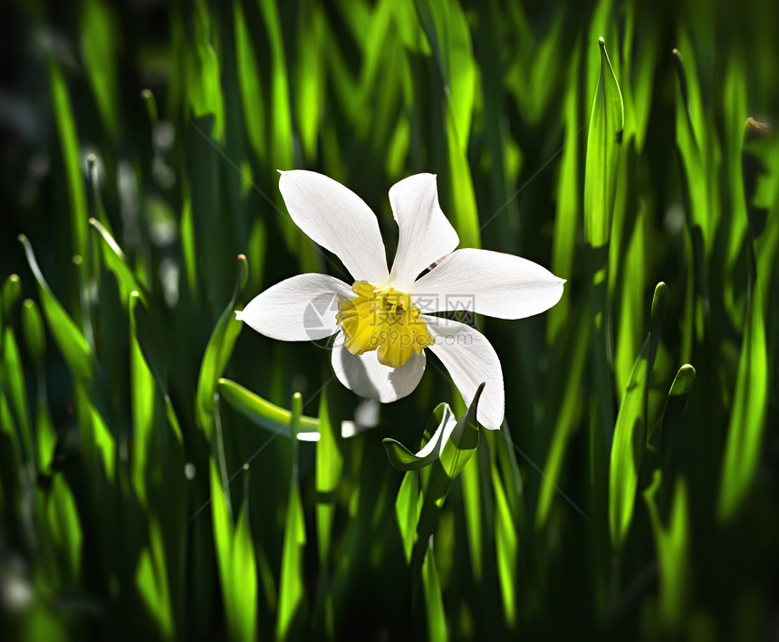 A 自 自闭症水仙生长植物黄色蓝色水仙花绿色太阳花瓣植物群图片