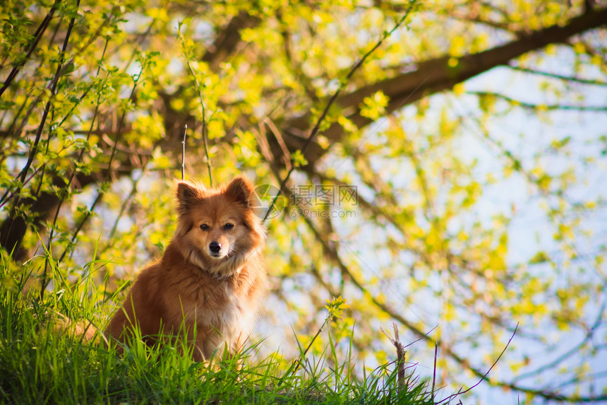 美丽的红狗在田野友谊宠物地平线绿色朋友草地犬类黄色小狗日落图片