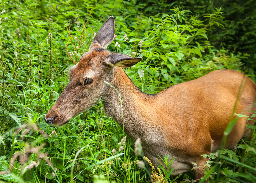 灌木丛中的小鹿森林食物女性耳朵公园季节利润国家野生动物毛皮图片