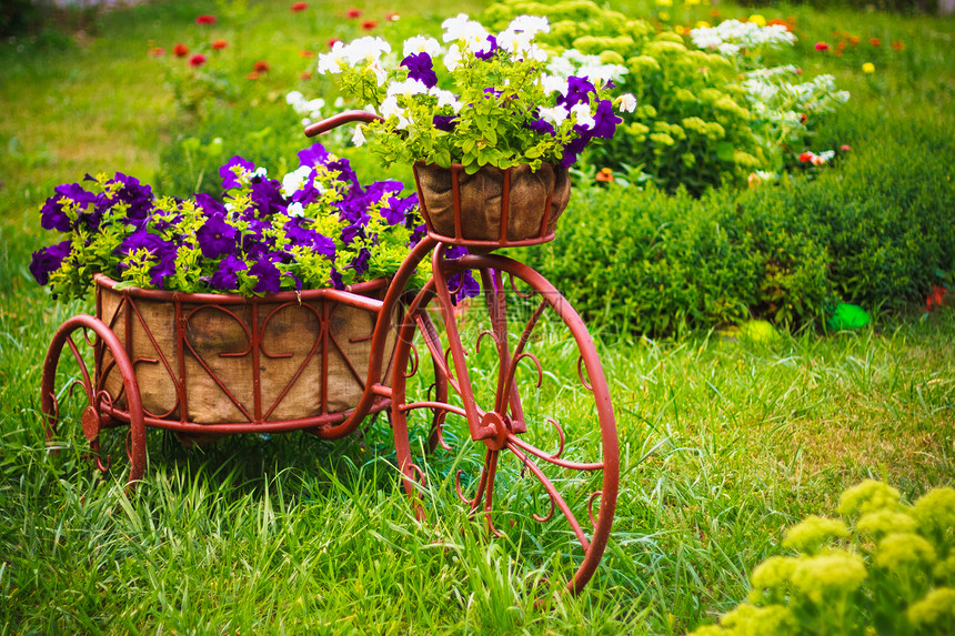 花园中装饰性自行车牵牛花紫色场地花坛园艺公园草药风格植物篮子图片