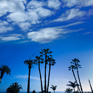 加州高棕榈树在蓝天上异国地平线假期海岸线棕榈天堂海岸天空热带晴天背景图片