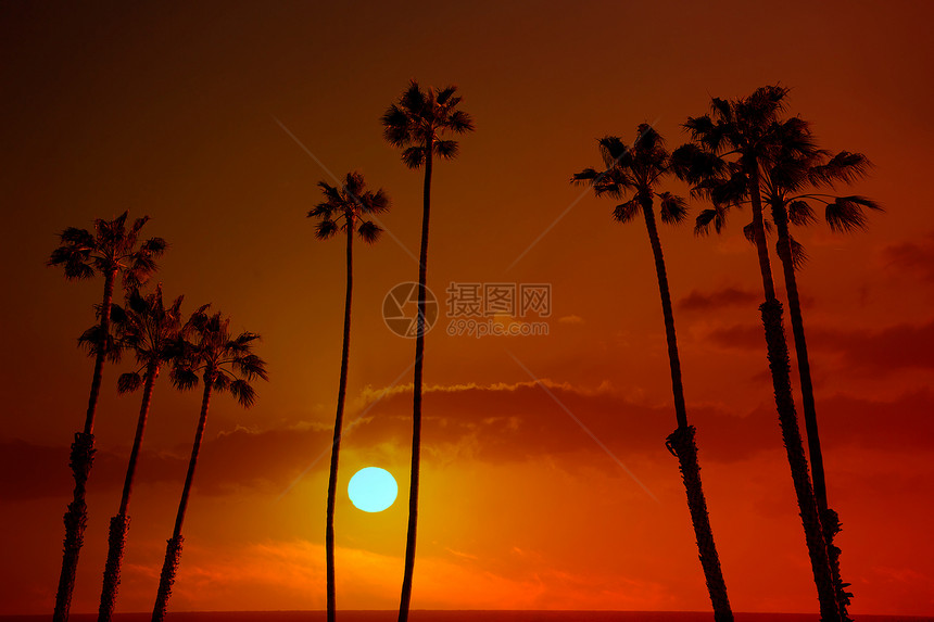 加利福尼亚州棕榈树高棕榈树情调热带树干海滩太阳海岸戏剧性海洋蓝色异国图片