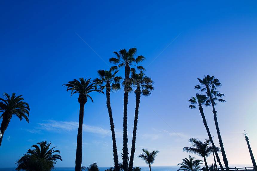 加州高棕榈树在蓝天上天堂海岸异国海岸线海滩地平线海洋假期天空棕榈图片
