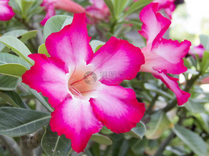 沙漠玫瑰 Impala Lily Mock Azalea植物学叶子嘲笑宏观植物群百合植物花园花瓣花朵图片