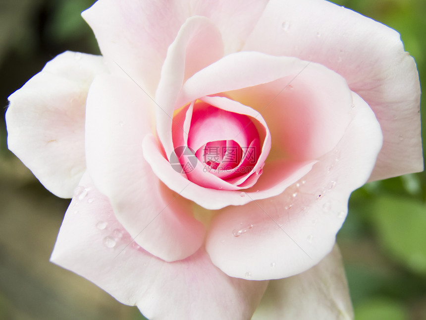 粉红玫瑰脆弱性花朵花瓣植物香气宏观粉红色露水粉色花束图片