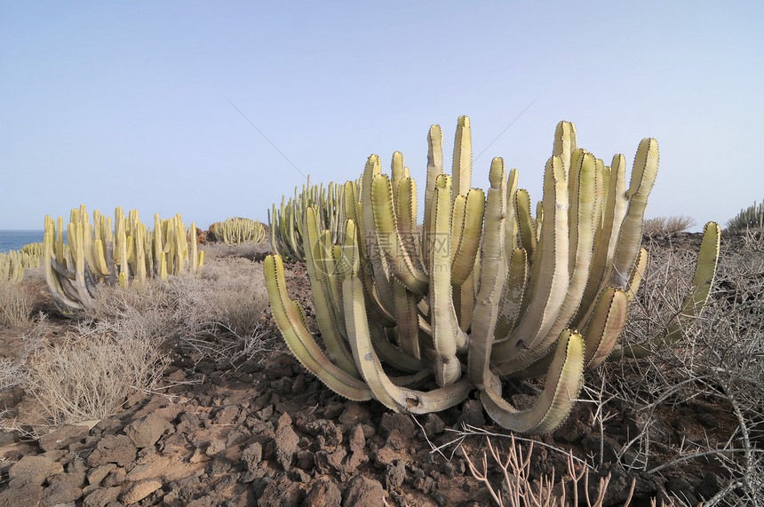 沙漠中的仙人掌国家旅行花园生长宏观叶子荒野植物学干旱山脉图片