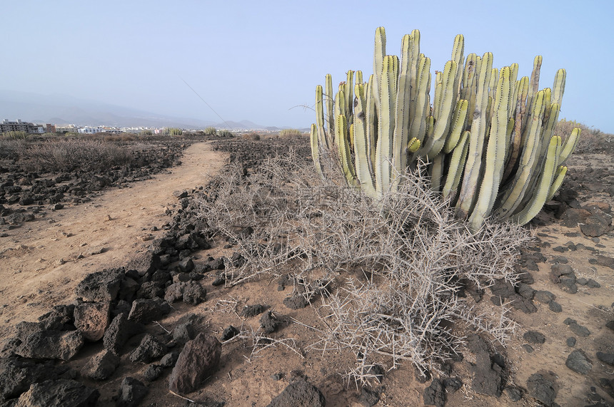 沙漠中的仙人掌植物天空国家旅行草地花园叶子生长植物学踪迹图片