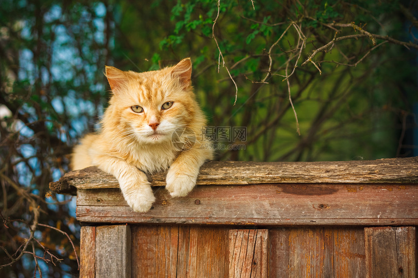 红猫坐在栅栏上孤独小猫宠物国家红色猫咪花园猫科动物说谎哺乳动物图片