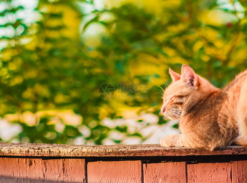 红猫坐在栅栏上说谎橙子花园小猫红色孤独睡眠猫咪宠物哺乳动物图片