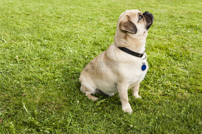 公园里绿草地上的狗狗帕格哈巴狗朋友奴才哺乳动物展示良种宠物小狗鼻子羊毛图片