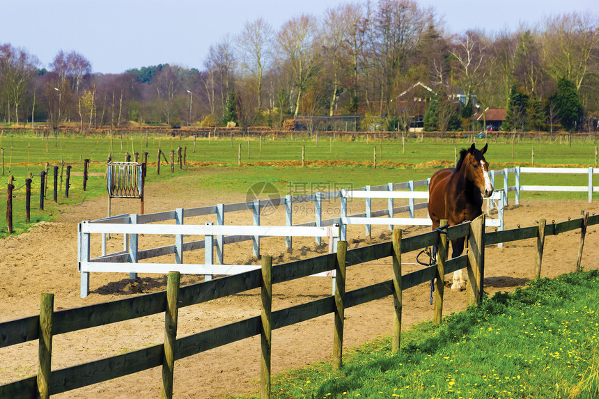 一匹马农场 马匹站在围栏和房屋一旁鼻子自由栅栏晴天马术板栗鬃毛场地哺乳动物房子图片