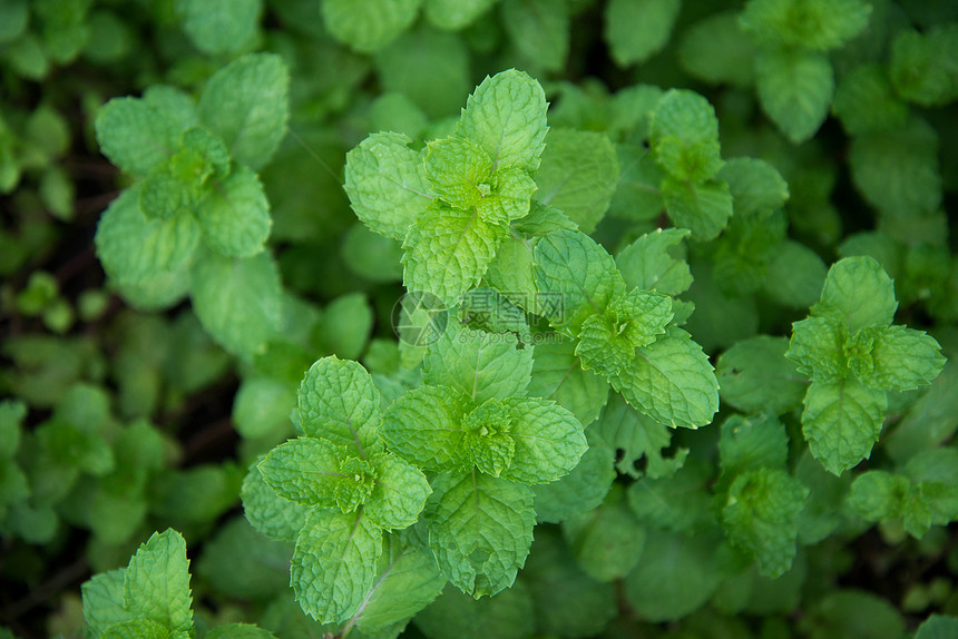 薄荷芳香胡椒味道宏观香味咀嚼医学草本植物叶子牙科图片