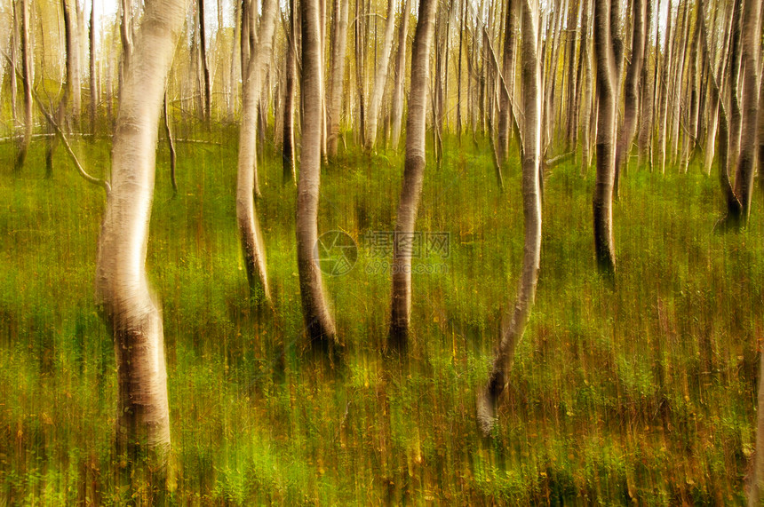 森林景观摘要2图片