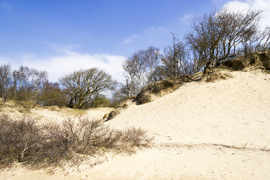 荷兰国家公园的沙地景观荒野天气木头风景蓝色植物群白色沙丘公园支撑图片
