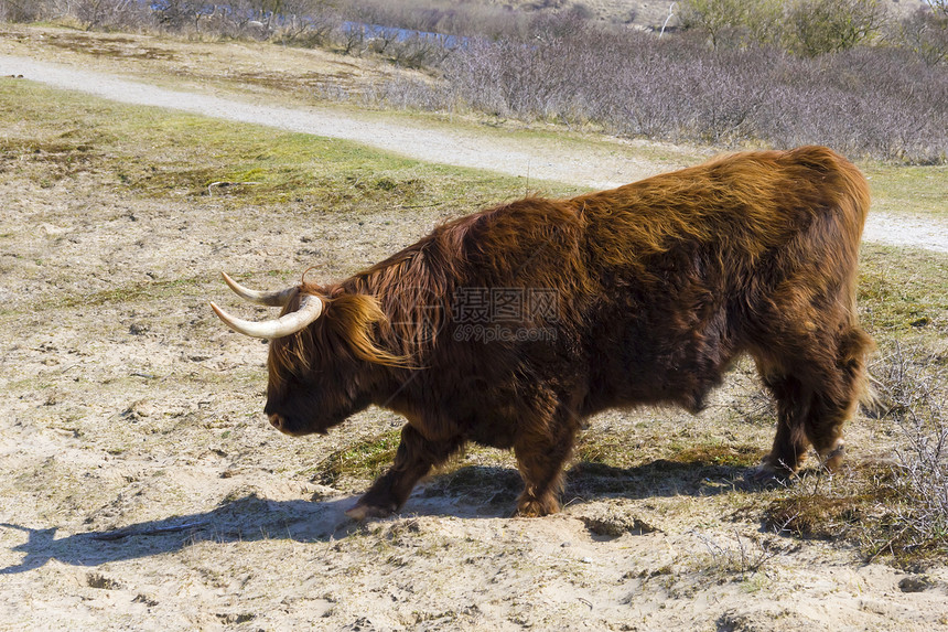 荷兰荷兰苏伊德喇叭口渴奶牛哺乳动物高地反射毛皮银行动物自然保护区图片