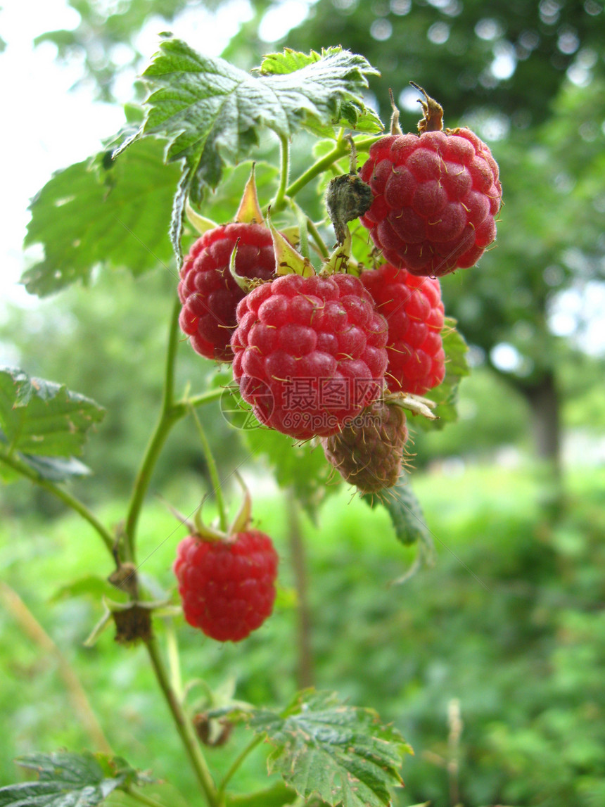 红红成熟的草莓食物花园季节浆果成长种子农业水果传单市场图片