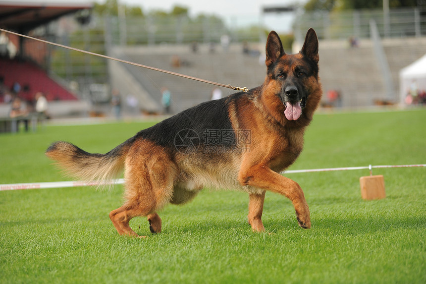 德国牧狗跑着跑步体育场面包牧羊犬牧羊人衣领头发公园游戏犬类图片