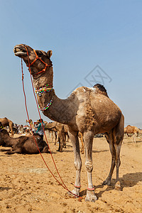 普什卡骆驼博览会交易会著名的高清图片