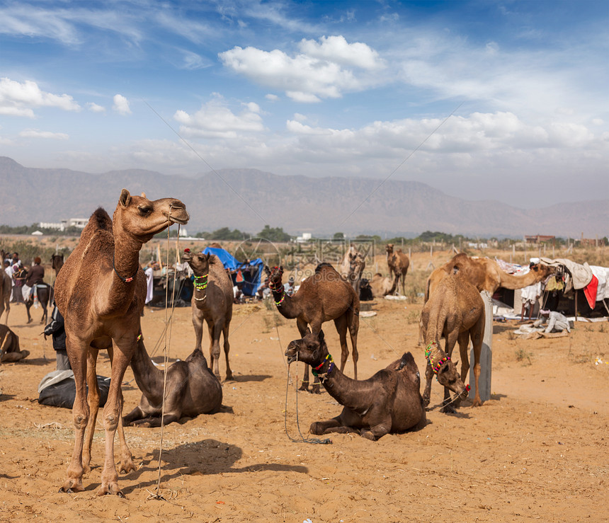 印度普什卡尔梅拉普什卡尔骆驼博览会生物娱乐博览会动物骆驼节日交易图片