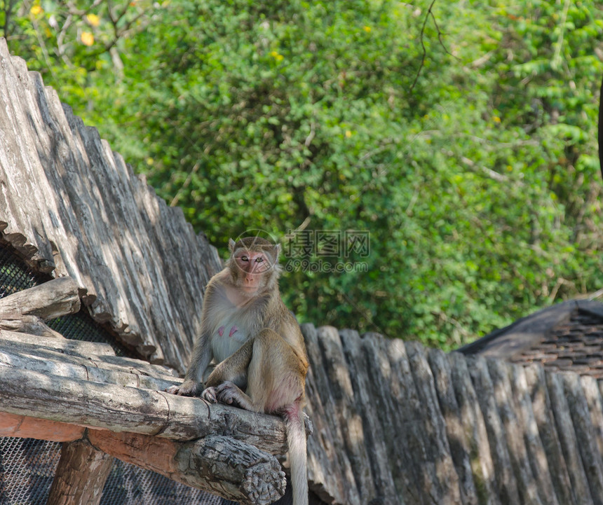 猴子松鼠旅行公园香蕉婴儿吸引力棕色绿色哺乳动物毛皮图片